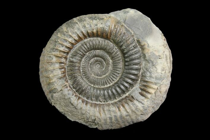 Ammonite (Dactylioceras) Fossil - England #174273